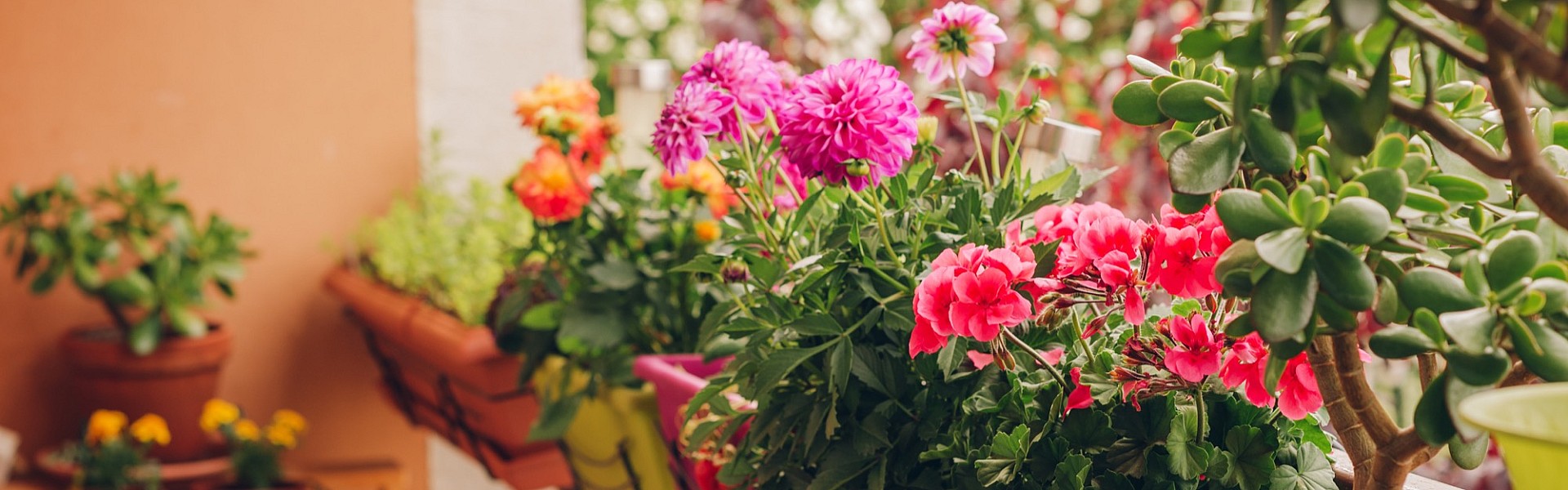 Symbolfoto Blumen Bremkens - Geranien und Co - Balkonpflanzen