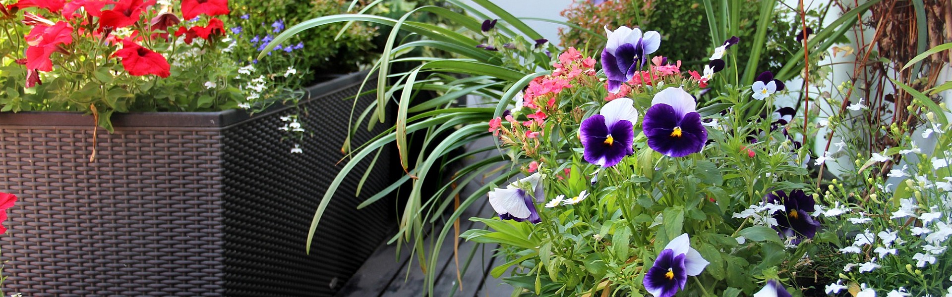 Symbolfoto Blumen Bremkens - Geranien und Co - Balkonpflanzen