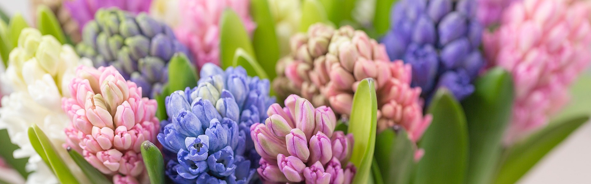 Symbolfoto Blumen Bremkens - Blumen - Hochszeitssträuße - Pflanzen - Trauerfloristik