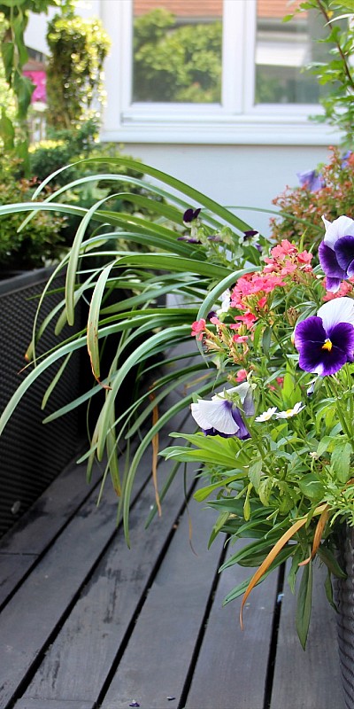 Symbolfoto Blumen Bremkens - Geranien und Co - Balkonpflanzen
